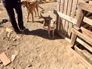 Perro abandonado en una finca de Las Remudas, en Telde (Foto TA)